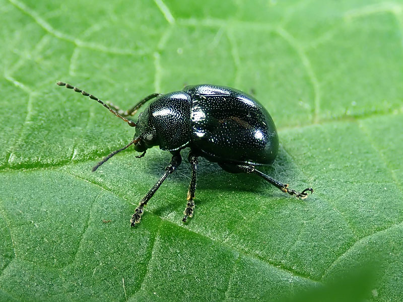 Chrysomelidae: Colasposoma dauricum ? S.